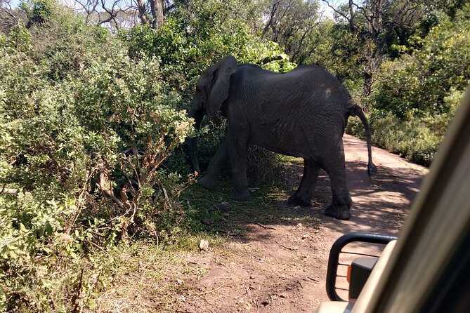 4-Days Tour to Tanzania National Parks - Park Exploration