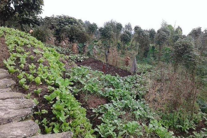 4 Days Trek:Panchase,Bhandure and Sarangkot From Pokhara - Pricing Information and Terms