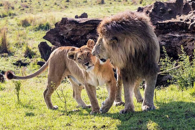 4 Days Wildlife Lodge Safari Tour in Kenya - Itinerary Highlights