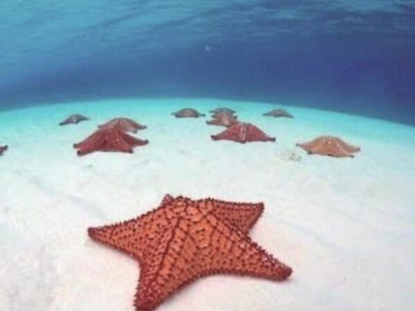 4 Days Yoga, Snorkel and Horseback Riding in Cozumel - Additional Services Available