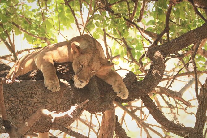 4 Days:tanzania Budget Safari - Good To Know