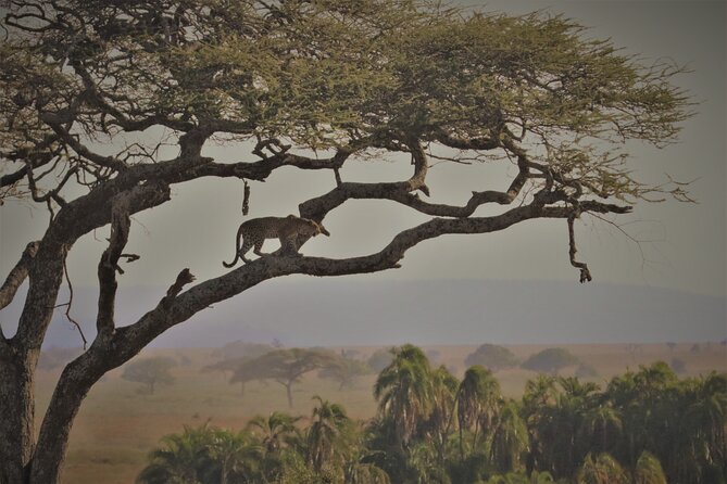 4 Days:tanzania Budget Safari - Budget-Friendly Accommodations