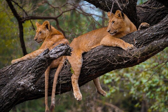 4 Days:tanzania Budget Safari - The Sum Up