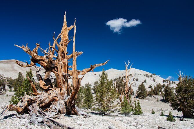 4-Hour, 5-seat ATV Rental next to Bryce National Park - The Practicalities: Timing, Cost, and Booking