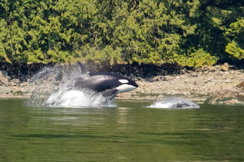 4 Hour Campbell River Whale & Wildlife Tour | Discovery West - Good To Know