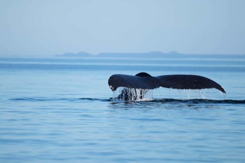 4 Hour Campbell River Whale & Wildlife Tour | Discovery West - The Itinerary: What You Can Expect on the 4-Hour Tour