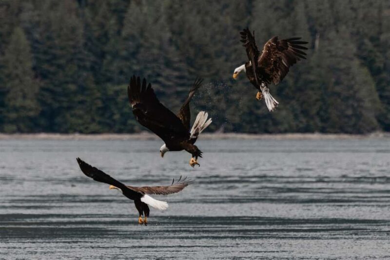 4 Hour Campbell River Whale & Wildlife Tour | Discovery West - Analyzing the Price and Value