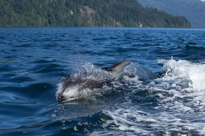 4 Hour Campbell River Whale & Wildlife Tour | Discovery West - Real Experiences from Past Travelers