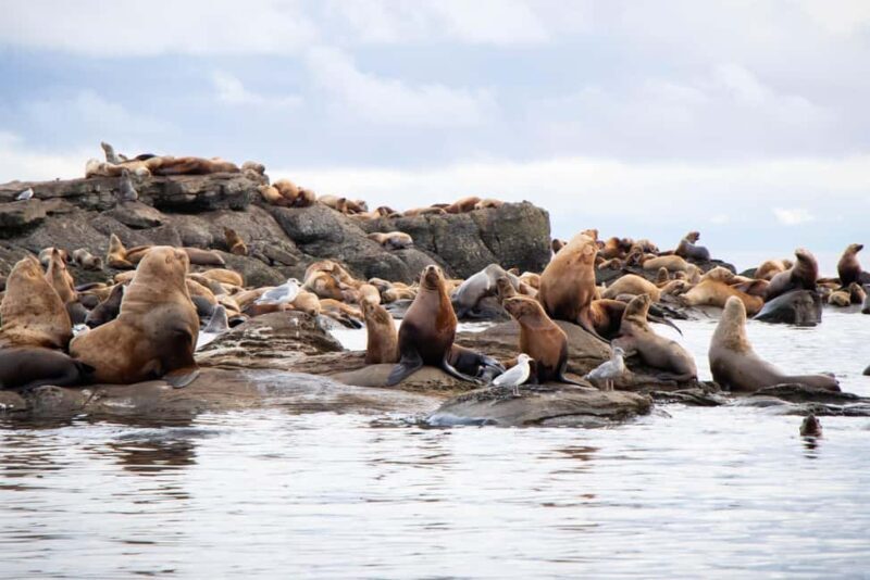 4 Hour Campbell River Whale & Wildlife Tour | Discovery West - FAQ