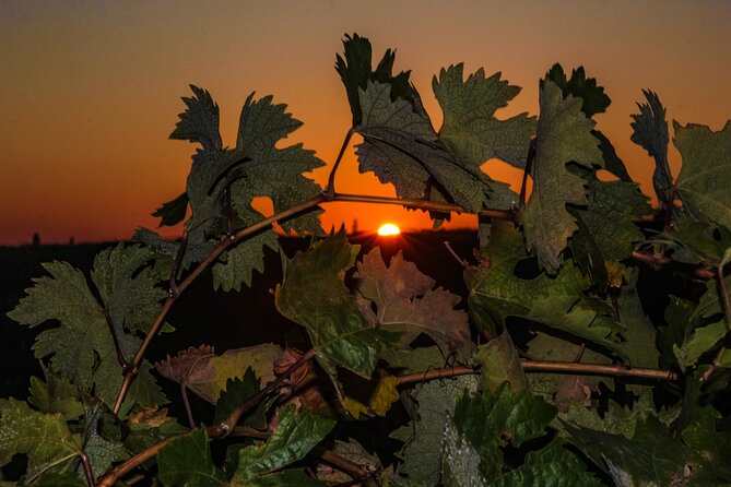 4-Hour Circus Under the Stars - Event Overview