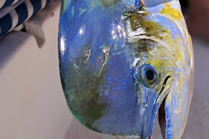 4 Hour Costa Maya Fishing and Snorkeling Experience - Whats Included & Whats Not