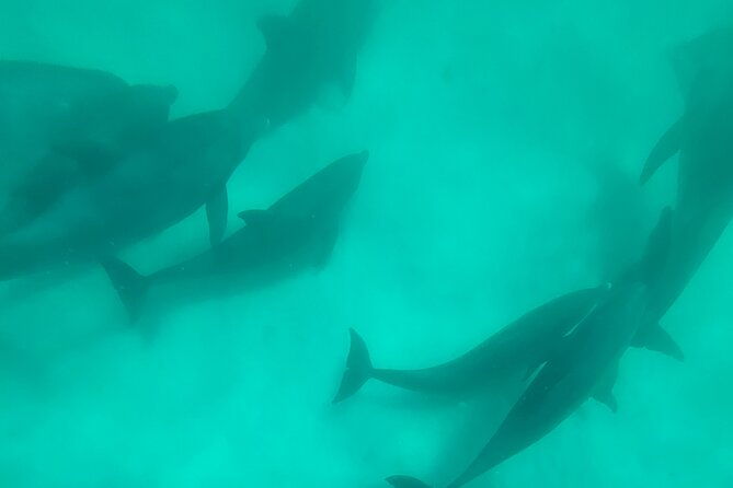 4 Hour Eco Dolphin Tour in Panama - Final Thoughts: Who Should Consider This Tour?
