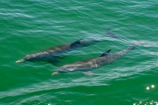 4 Hour Egmont Key Island Tour With Dolphins & Snorkeling Included - The Crew and Guides