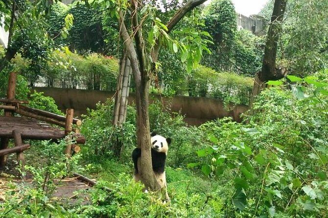 4-Hour Giant Panda Experience Private Tour With Morning Departure - Detailed Breakdown of the Itinerary