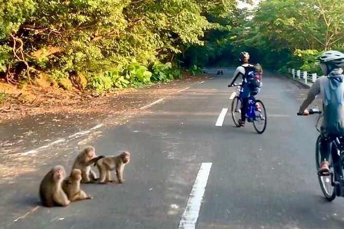 4 Hour Guided Cycling Experience in Yakushima - Pricing and Reservation