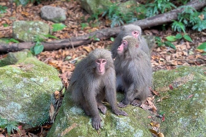 4 Hour Guided Cycling Experience in Yakushima - What To Expect