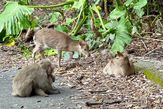 4 Hour Guided Cycling Experience in Yakushima - Cancellation Policy