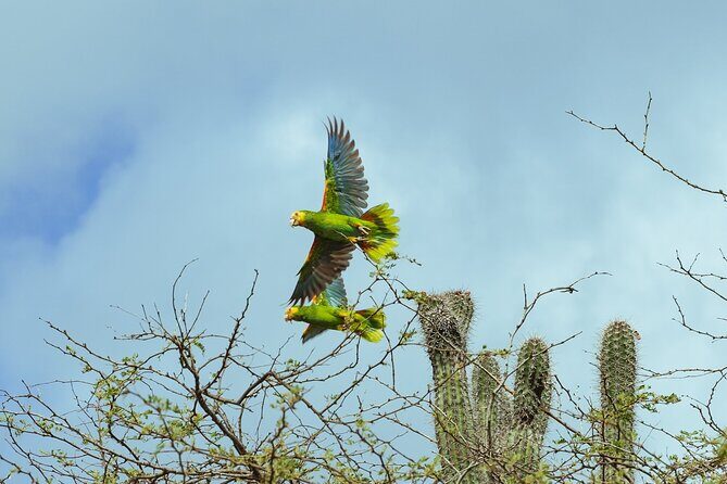 4-Hour Guided Island Tour in Bonaire for Singles and Doubles - Who Is This Tour Best For?
