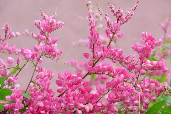 4 hour Individual Island Tour for 1 to 12 persons - What’s Included and What to Bring