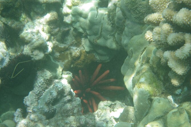 4-hour Kailua-Kona Ocean Kayak and Snorkel Tour - The Sum Up