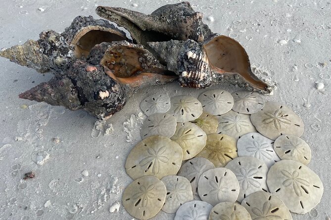 4 Hour Kice Island Shelling Trip - Trip Duration and Details