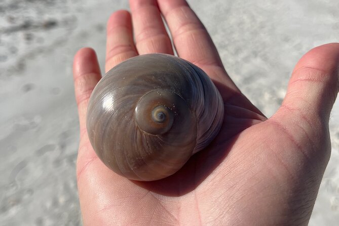 4 Hour Kice Island Shelling Trip - Reviews and Ratings