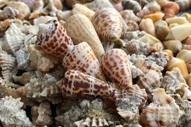 4 Hour Kice Island Shelling Trip - Directions to Kice Island