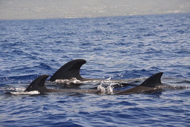 4-Hour Kona Private Charter - Pricing and Guarantee