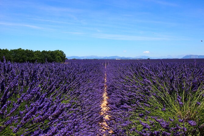 4-Hour Lavender Fields Tour in Valensole From Aix-En-Provence - Meeting and Pickup Information