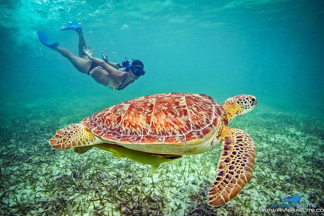 4-Hour Private 38 Catamaran Tour to Paamul Beach With Food, Open Bar & Snorkel - Meeting Point and End of the Tour