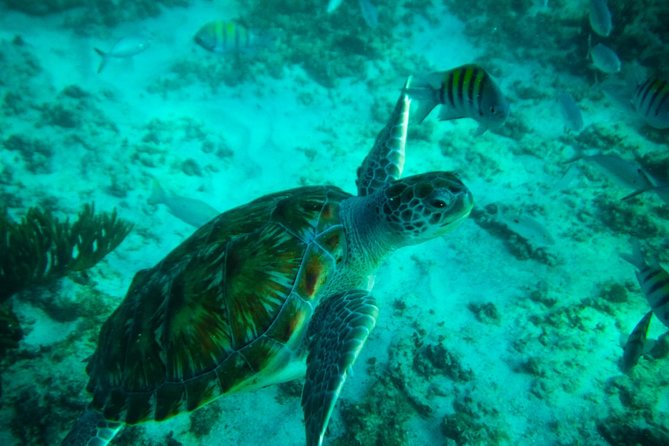 4-Hour Private 40 Sea Ray Yacht Tour to Inha Reef With Open Bar, Food & Snorkel - Charter a Luxury Yacht