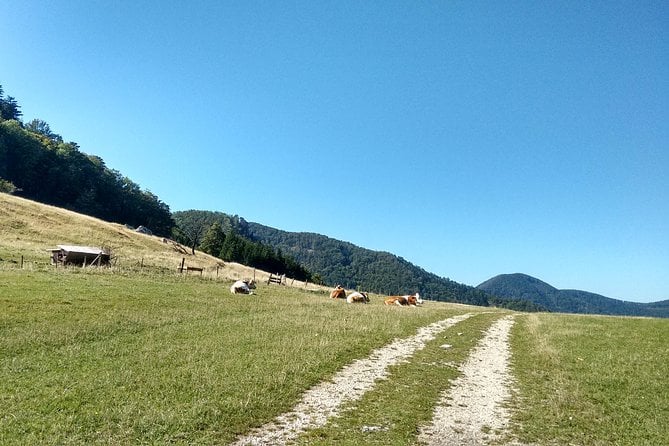 4-Hour Private Alpine Hiking Tour Matterhorn of the Prealps - Transportation and Logistics