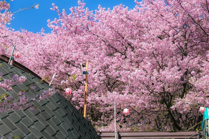 4 Hour Private Cherry Blossom "Sakura" Experience in Nagasaki - Highlights of the Experience