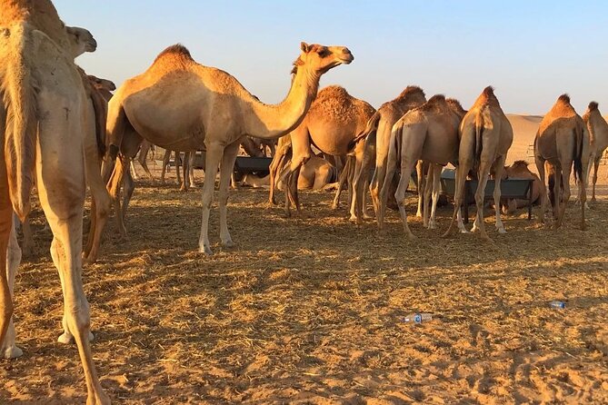 4-Hour Private Dune Buggy Tour From Jeddah - Additional Information