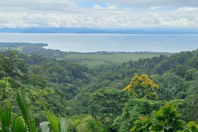 4 Hour Private Guided Tour in Osa Jungle - Good To Know