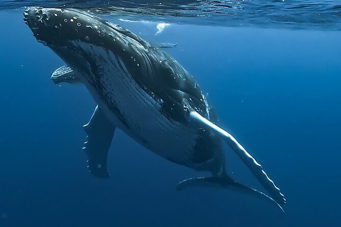 4 Hour Private Humpback Whales Encounter in Moorea - Good To Know