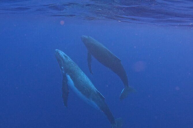 4 Hour Private Humpback Whales Encounter in Moorea - What is the Experience Really Like?