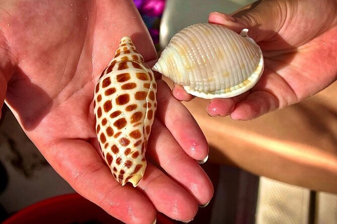 4 Hour Private Shelling Tour - Tour Highlights