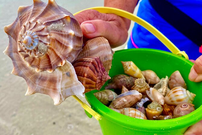 4 Hour Private Shelling Tour - The Sum Up