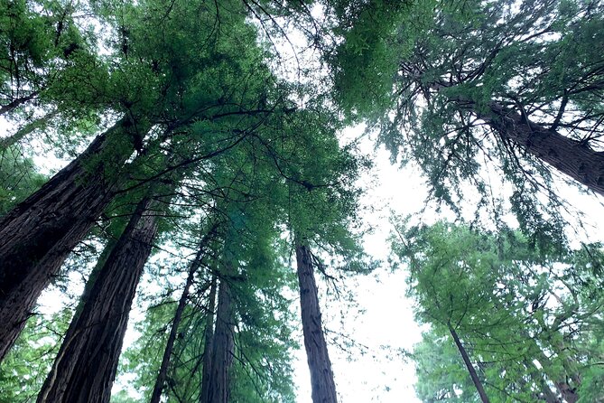 4-Hour Private Sightseeing Tour to Muir Woods, Sausalito and Golden Gate Bridge - Muir Woods National Monument