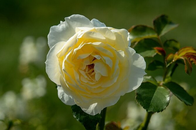 4-Hour Private Tour. Marie Antoinettes Trianon & Hamlet - Important Additional Information