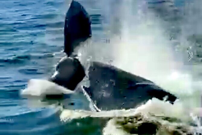 4-Hour Private Whale Watching in Puerto Vallarta - The Experience: What You Can Expect