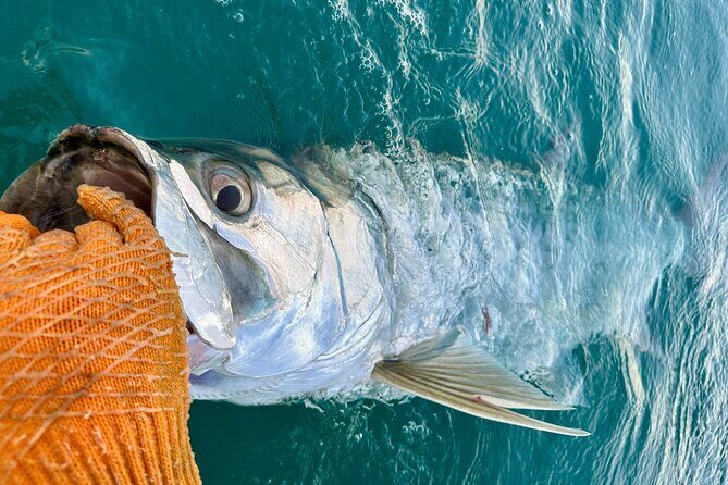4 Hour Sunset Seasonal Tarpon Charter from Key West - Who Would Love This?
