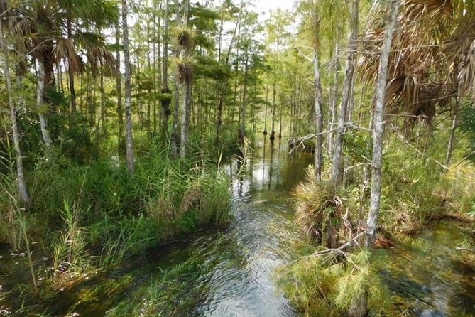 4-Hour Swamp Buggy Adventure Tour in Florida - Pricing and Booking