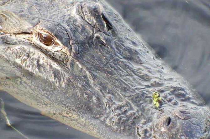 4-Hour Swamp Buggy Adventure Tour in Florida - Common Questions