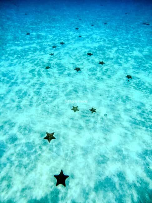 4 Hour Turtle Sanctuary Experience on a Luxury Catamarán - Final Thoughts: Is It Worth It?