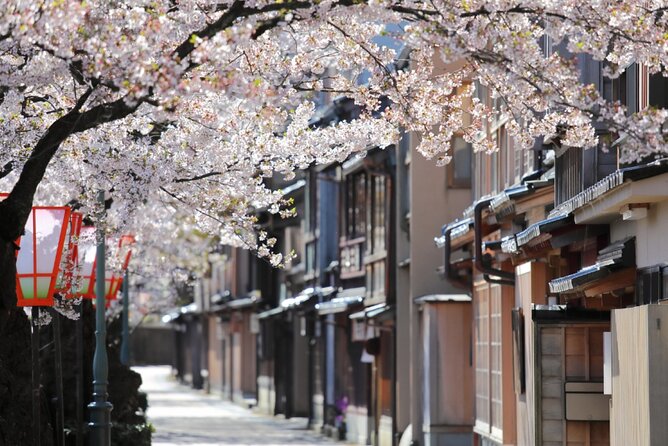 4 Hour Unique Kanazawa Cherry Blossom Sakura Private Experience - Highlights and Features of the Private Tour