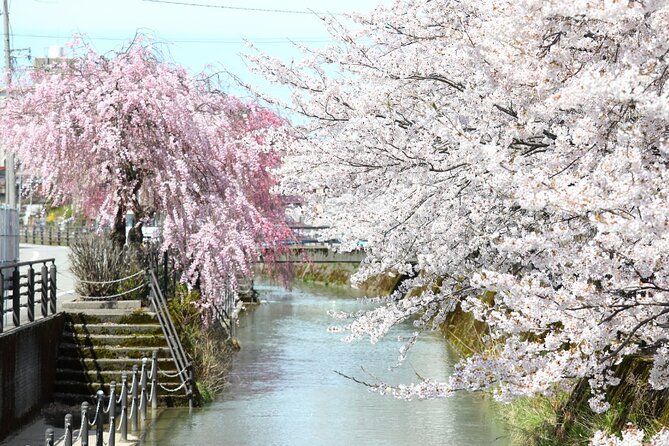 4 Hour Unique Kanazawa Cherry Blossom Sakura Private Experience - The Sum Up