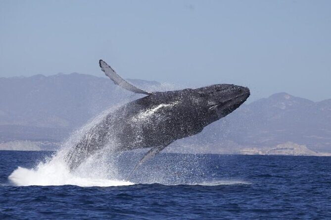 4-Hour Whale Watching Cruise in Puerto Vallarta - An Honest Look at a Popular Whale Watching Tour