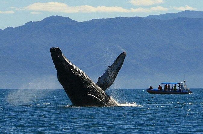 4-Hour Whale Watching Cruise in Puerto Vallarta - Good To Know